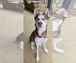Atlas - Male Siberian Husky Dog for Adoption - Small photo