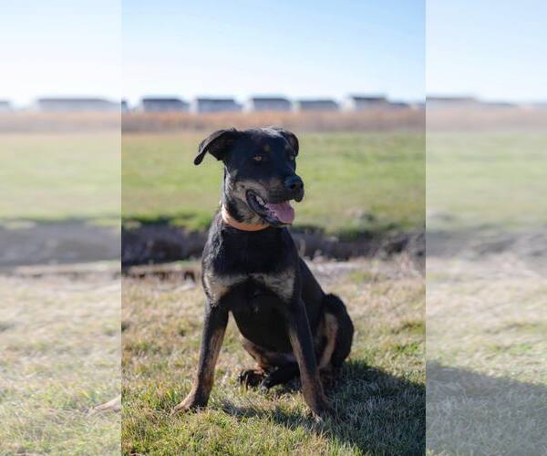 Medium Photo #7 Rottweiler-Unknown Mix Puppy For Sale in Sandy, UT, USA