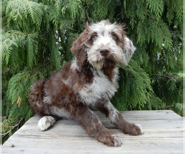 Medium Photo #5 Labradoodle Puppy For Sale in MILLERSBURG, OH, USA