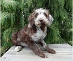 Small #4 Labradoodle