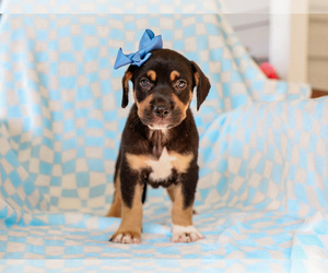 Beagle-Mutt Mix Puppy for sale in LIBERTY, KY, USA