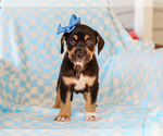 Image preview for Ad Listing. Nickname: Allie