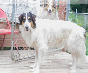 Bearded Collie Puppy for sale in WINDSOR MILLS, OH, USA