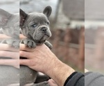 Small Photo #9 French Bulldog Puppy For Sale in GRESHAM, OR, USA
