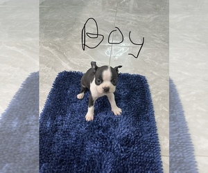 Boston Terrier Puppy for sale in TAMPA, FL, USA