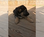 Small Photo #9 German Shepherd Dog Puppy For Sale in INMAN, SC, USA