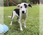 Small #3 Labrador Retriever Mix
