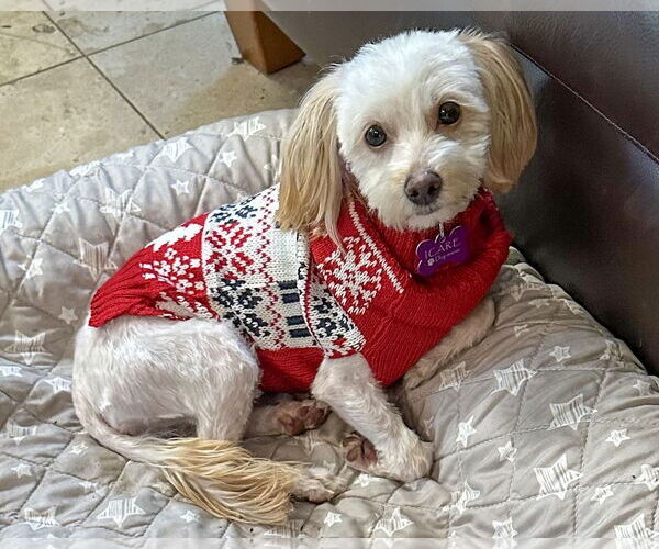 Medium Photo #2 Maltese-Unknown Mix Puppy For Sale in Corona, CA, USA