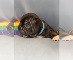 Small #4 Faux Frenchbo Bulldog