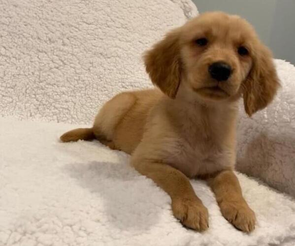 Medium Photo #11 Golden Retriever Puppy For Sale in RICHMOND, MI, USA