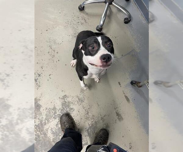 Medium Photo #1 American Staffordshire Terrier-Labrador Retriever Mix Puppy For Sale in Tallahassee, FL, USA