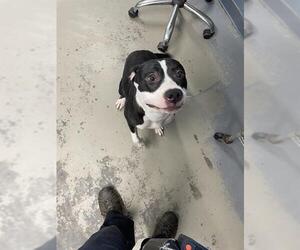 American Staffordshire Terrier-Labrador Retriever Mix Dogs for adoption in Tallahassee, FL, USA