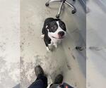 Small American Staffordshire Terrier-Labrador Retriever Mix