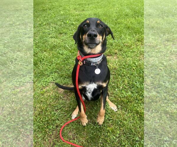 Medium Photo #1 Doberman Pinscher-Eurasier Mix Puppy For Sale in Front Royal, VA, USA