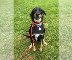 Doberman Pinscher-Eurasier Mix Dogs for adoption in Front Royal, VA, USA