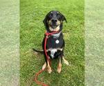 Small Doberman Pinscher-Eurasier Mix