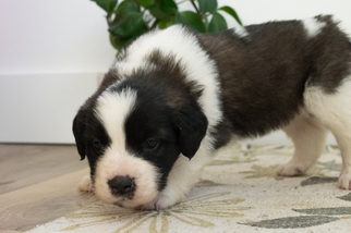 Saint Bernard Puppy for sale in KENT, OH, USA