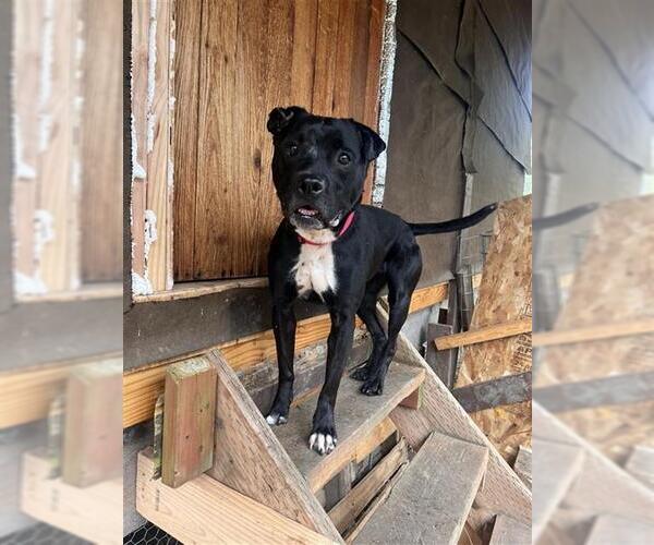 Medium Photo #2 Labrador Retriever-Unknown Mix Puppy For Sale in Fairbanks, AK, USA