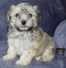 Mal-Shi Puppy for sale in PLANO, TX, USA