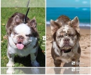 Father of the French Bulldog puppies born on 02/02/2026