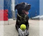 Small #1 Labrador Retriever Mix