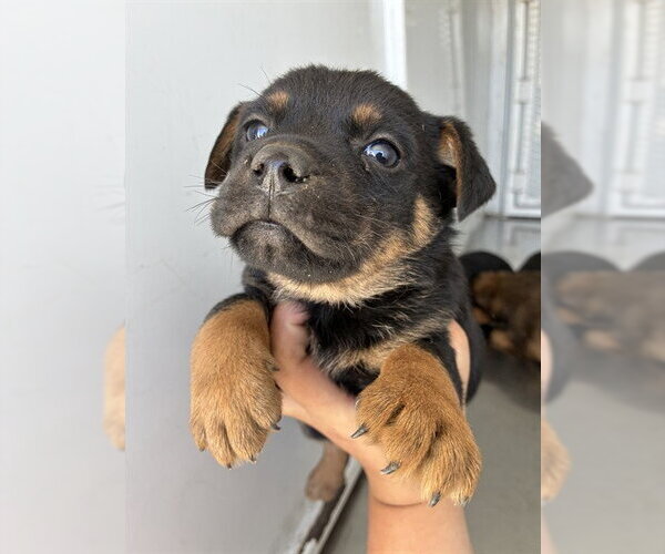 Medium Photo #1 German Shepherd Dog Puppy For Sale in Stockton, CA, USA