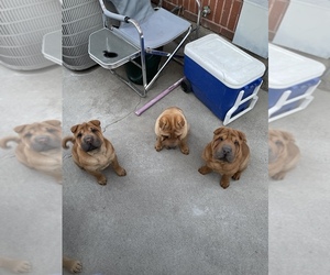 Chinese Shar-Pei Puppy for sale in RENO, NV, USA