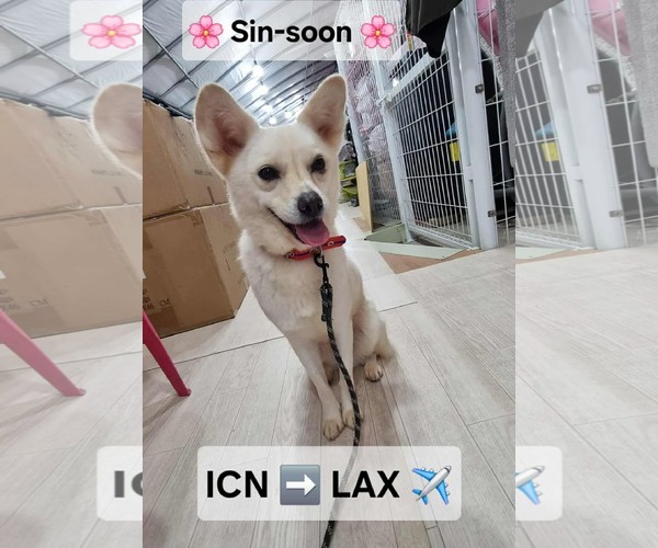 Medium Photo #1 Shiba Inu-Unknown Mix Puppy For Sale in Agoura Hills, CA, USA