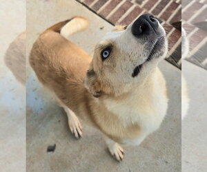 Mochila - Female Labrador Retriever-Plott Hound Mix Dog for Adoption - Photo #7