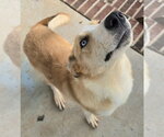 Small #6 Labrador Retriever-Plott Hound Mix