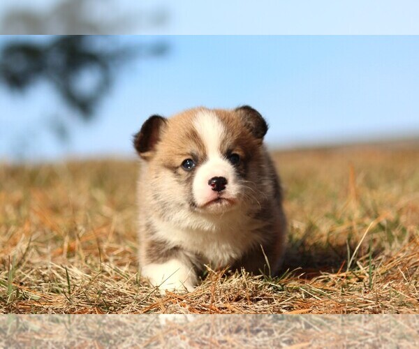 Medium Photo #6 Pembroke Welsh Corgi Puppy For Sale in FORT MADISON, IA, USA