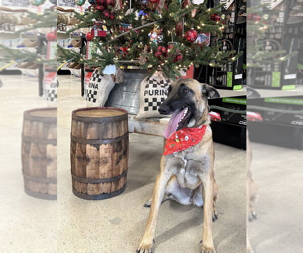 Medium Photo #3 German Shepherd Dog-Unknown Mix Puppy For Sale in Imlay City, MI, USA