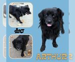 Arthur - Male Colonial Cocker Spaniel-Unknown Mix Dog for Adoption - Small photo