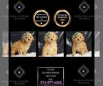 Puppy AKC Teaser Poodle (Toy)