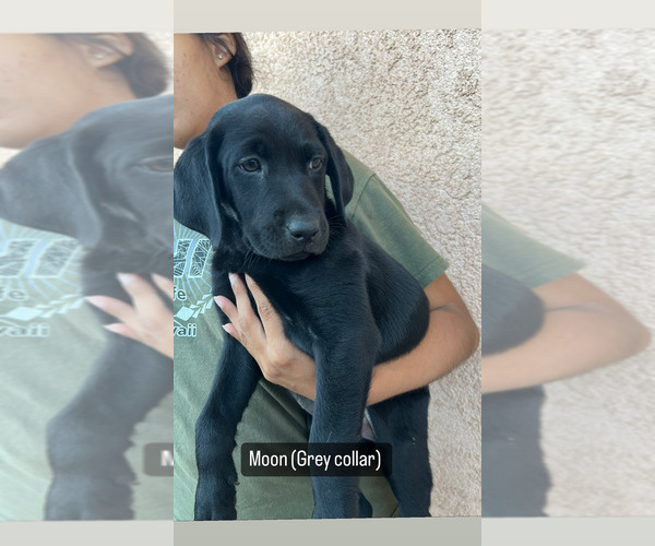 Medium Photo #1 Labrador Retriever Puppy For Sale in UNION CITY, CA, USA