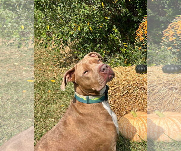 Medium Photo #11 American Pit Bull Terrier-Unknown Mix Puppy For Sale in Germantown, OH, USA