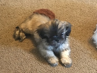 Shih Tzu Puppy for sale in PORT ORCHARD, WA, USA