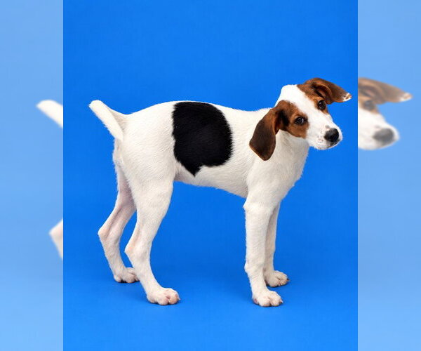 Medium Photo #1 American Foxhound-Beagle Mix Puppy For Sale in Westminster, MD, USA