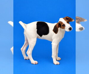 American Foxhound-Beagle Mix Dogs for adoption in Westminster, MD, USA