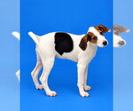 JOLENE - Female American Foxhound-Beagle Mix Dog for Adoption - Small photo