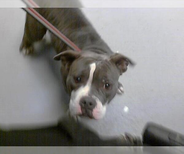 Medium Photo #1 American Pit Bull Terrier Puppy For Sale in Fayetteville, NC, USA