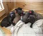 Small Photo #4 Weimaraner Puppy For Sale in SHELBYVILLE, IN, USA