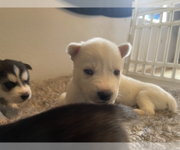 Medium Photo #9 Siberian Husky Puppy For Sale in TUCSON, AZ, USA