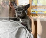 Puppy Kit French Bulldog