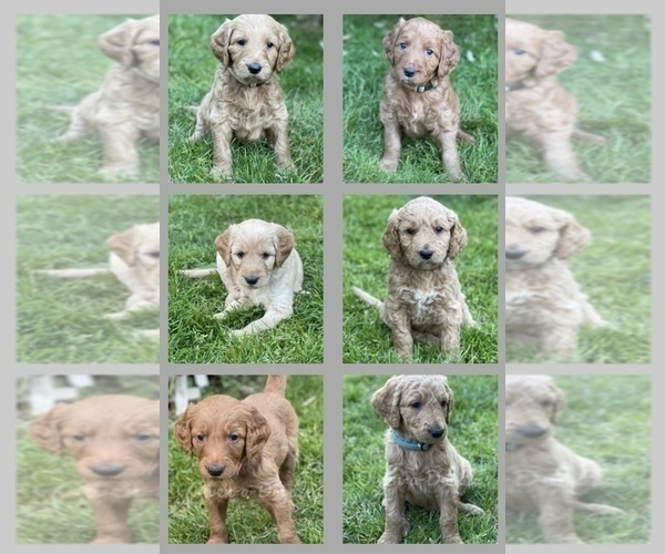 Medium Photo #1 Goldendoodle Puppy For Sale in KENT, WA, USA