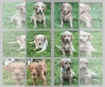 Small Photo #1 Goldendoodle Puppy For Sale in KENT, WA, USA