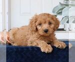 Small Photo #4 Cavapoo Puppy For Sale in NARVON, PA, USA