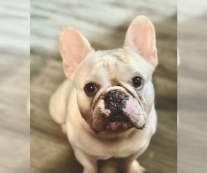 French Bulldog Puppy for sale in BOCA RATON, FL, USA