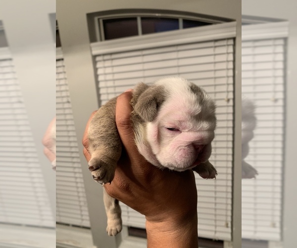 Medium Photo #3 Bulldog Puppy For Sale in FORT WORTH, TX, USA