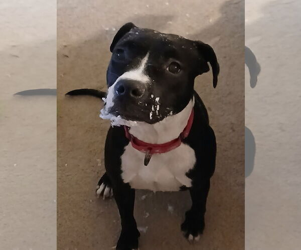 Medium Photo #5 Mutt Puppy For Sale in Murfreesboro, NC, USA